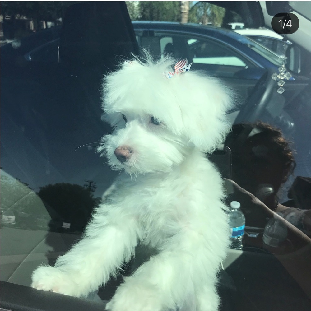 Meet your Posher, Elise